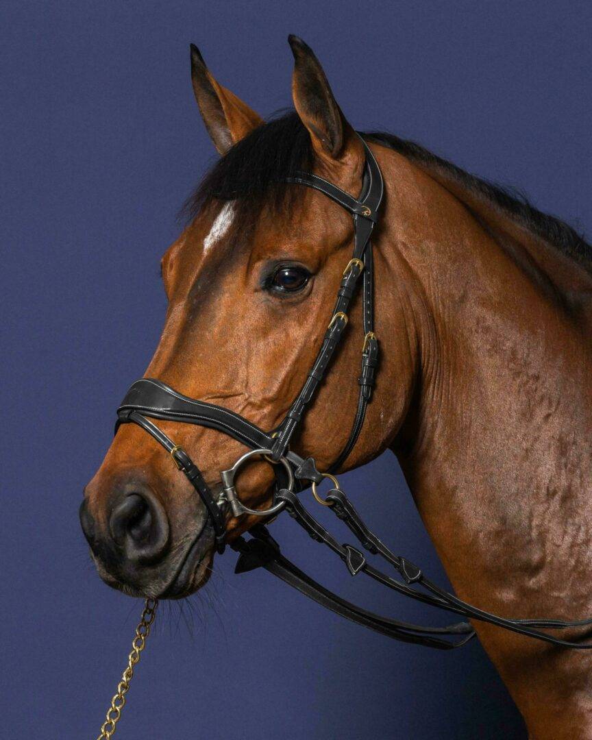 D-Motion Bridle - Dy&