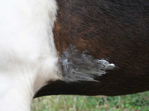 Baume de protection NATJELY - ANIMADERM