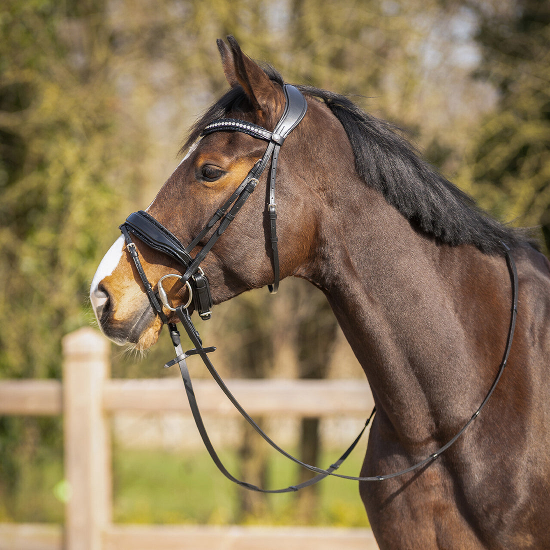 Bridon Skye - QHP