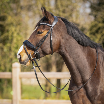 Bridon Skye - QHP