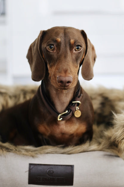 Collier pour chien Velvet Leather - Kentucky