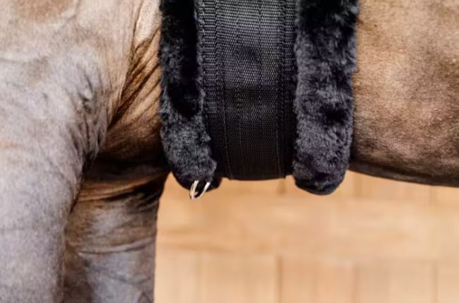 Sangle mouton Noir mouton Noir - KENTUCKY